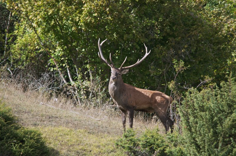 Un''arena molto contesa